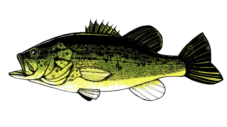 Peter Perch
