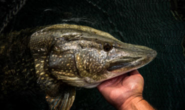 Big lures on Lac Léman
