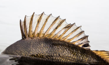 Monster Perch from the Netherlands