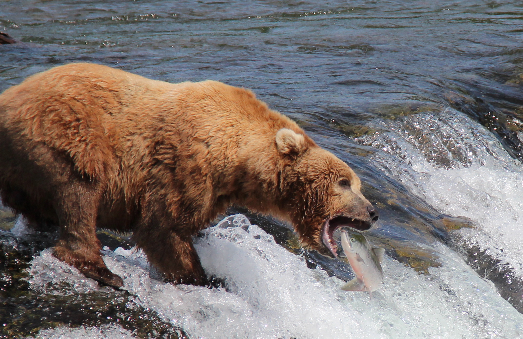 Predators - Brown bear Alaska USA (c) Loraine Muse