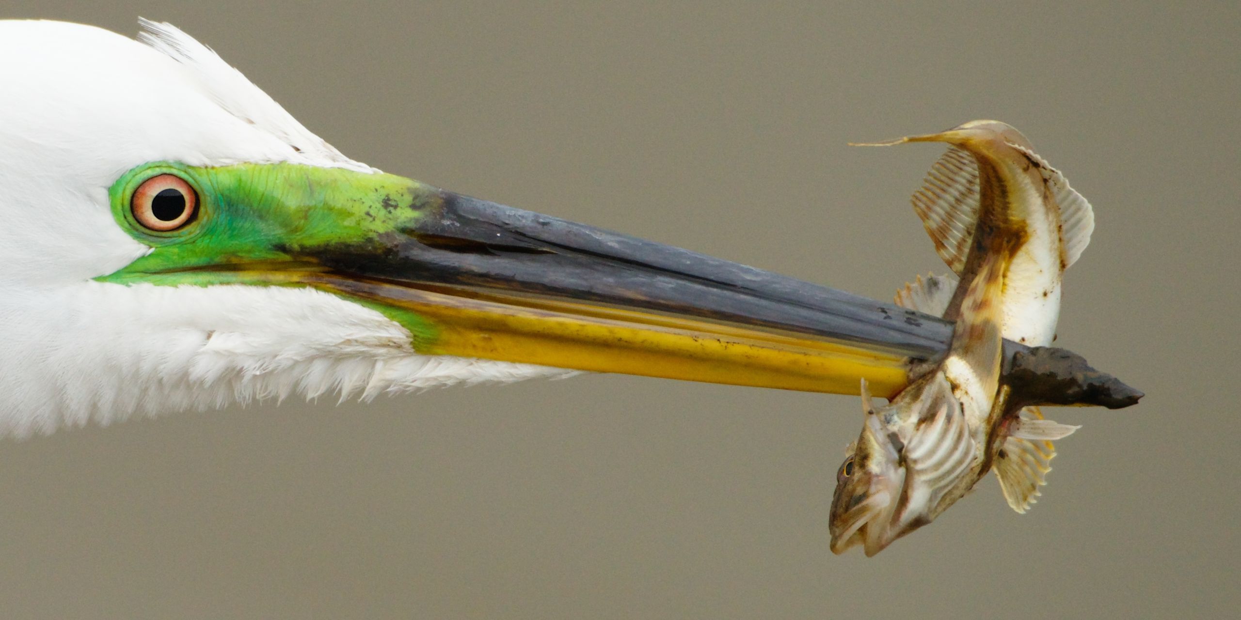 Predators - Great Egret spearing a fish