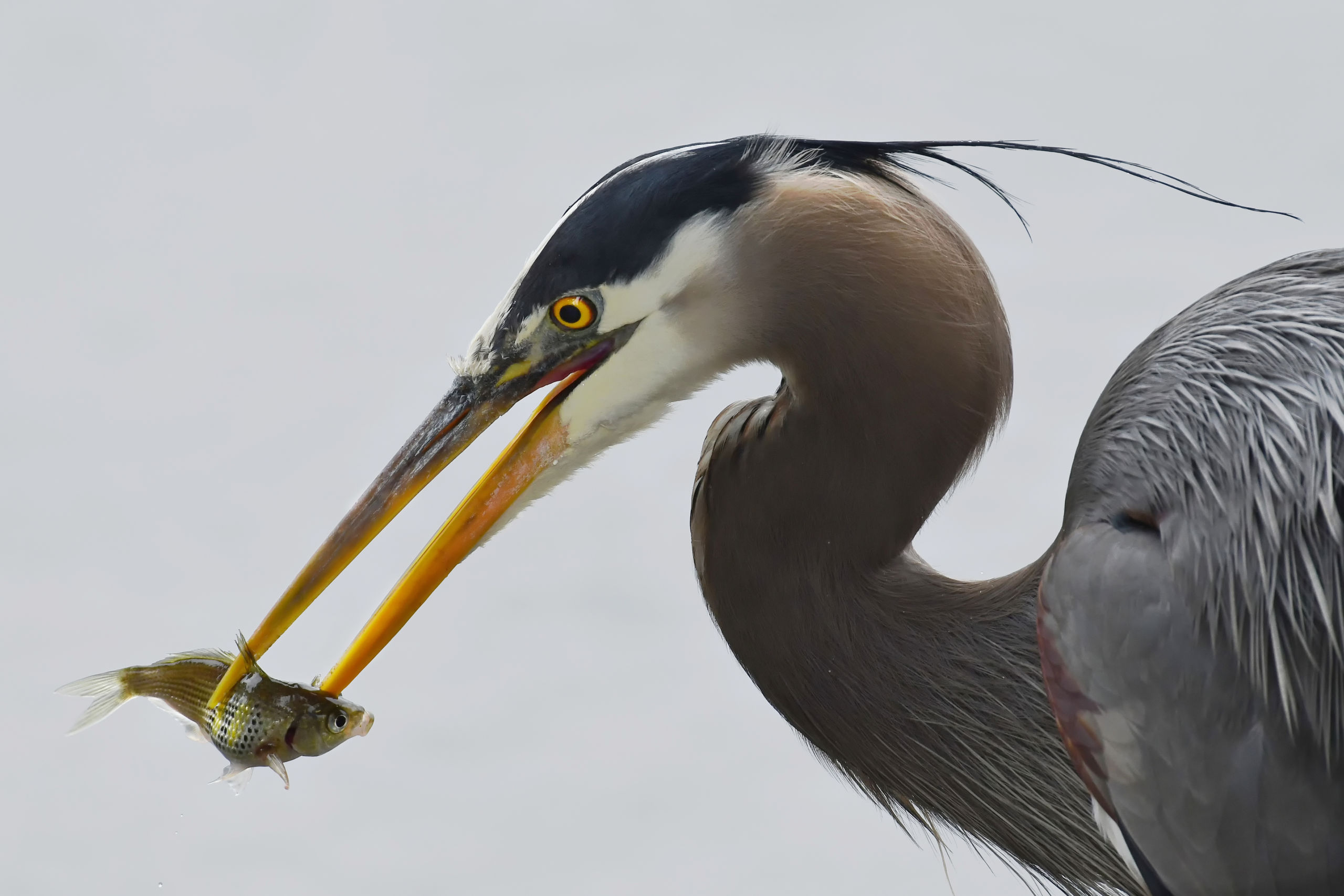 Predators - Heron eating a fish