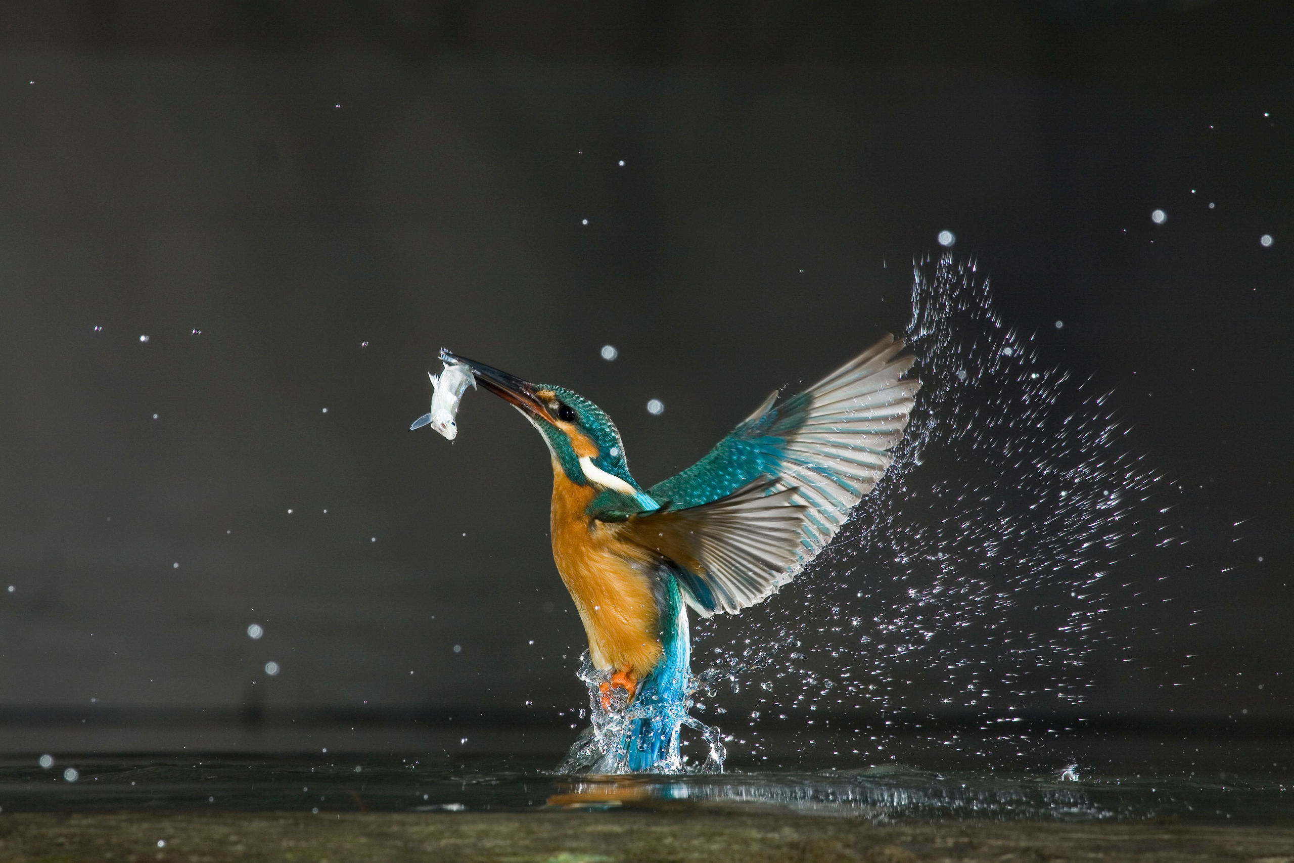 Kingfisher, Balatonfuzfo, Hungary