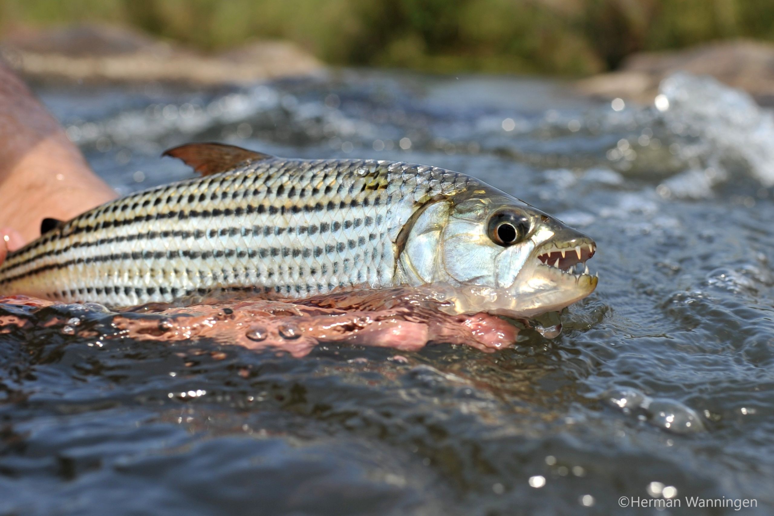 Recreational fishing - Tigerfish native to the Sabie River in Africa ©Herman Wanningen