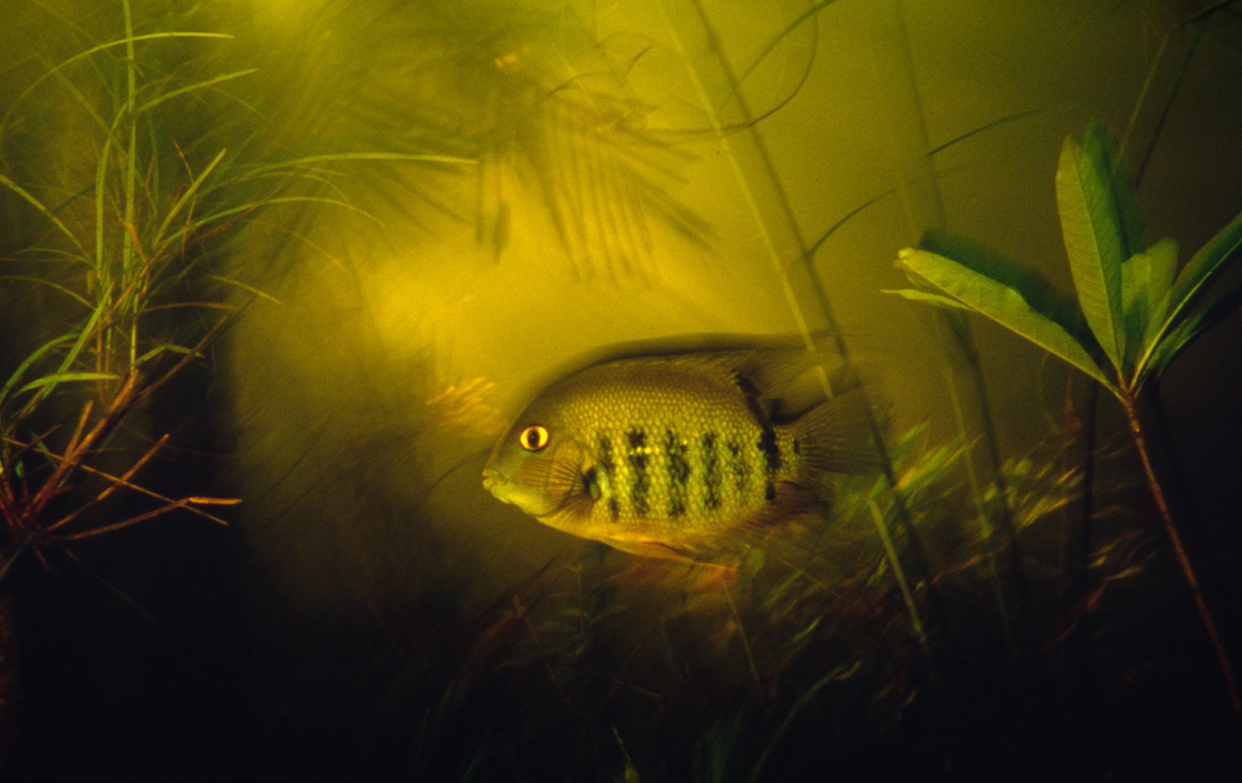 Banded cichlid (Cichlasoma severum); Brazil