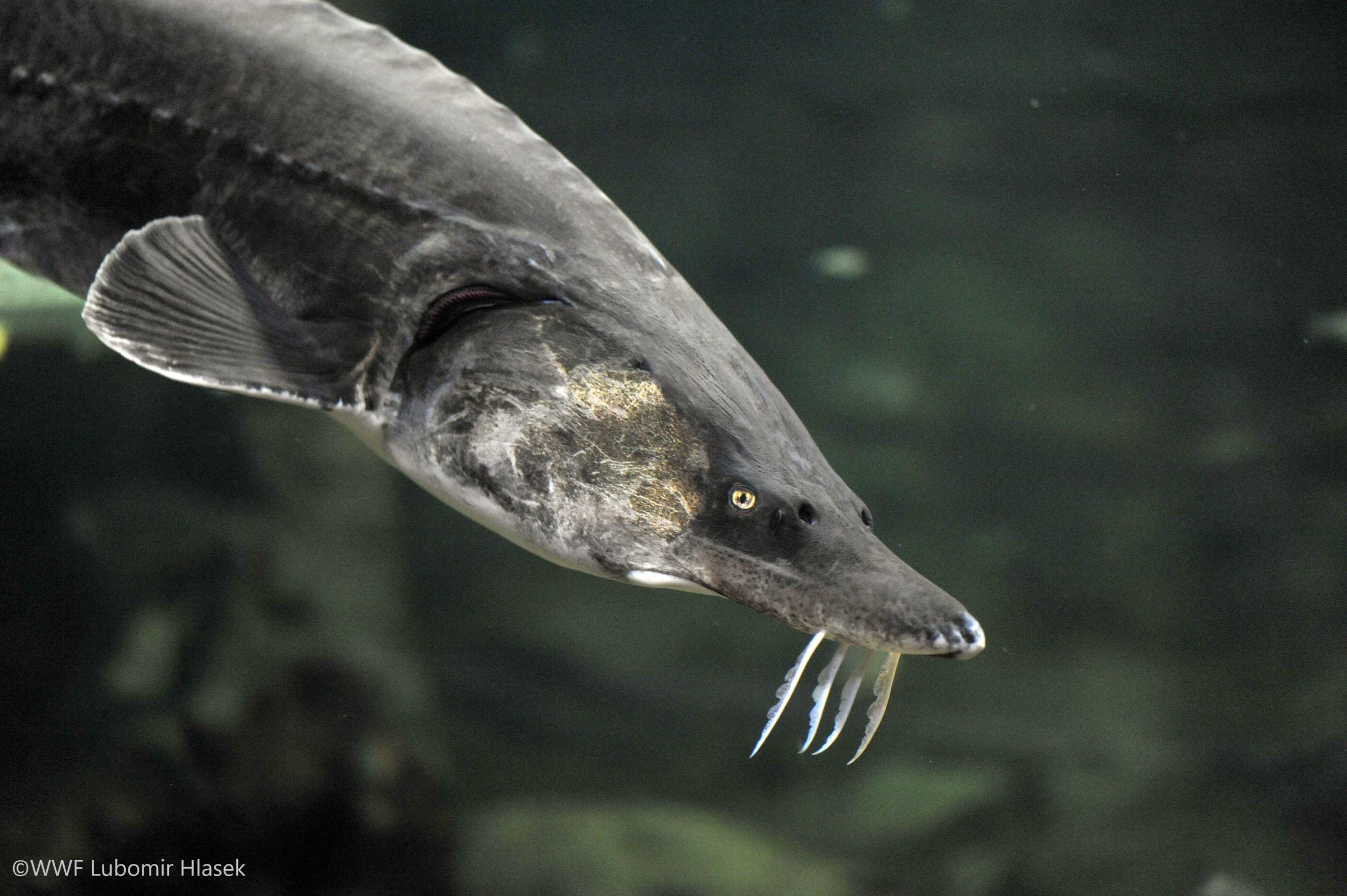 Species - Beluga sturgeon (c) Lubomir Hlasek _WWF