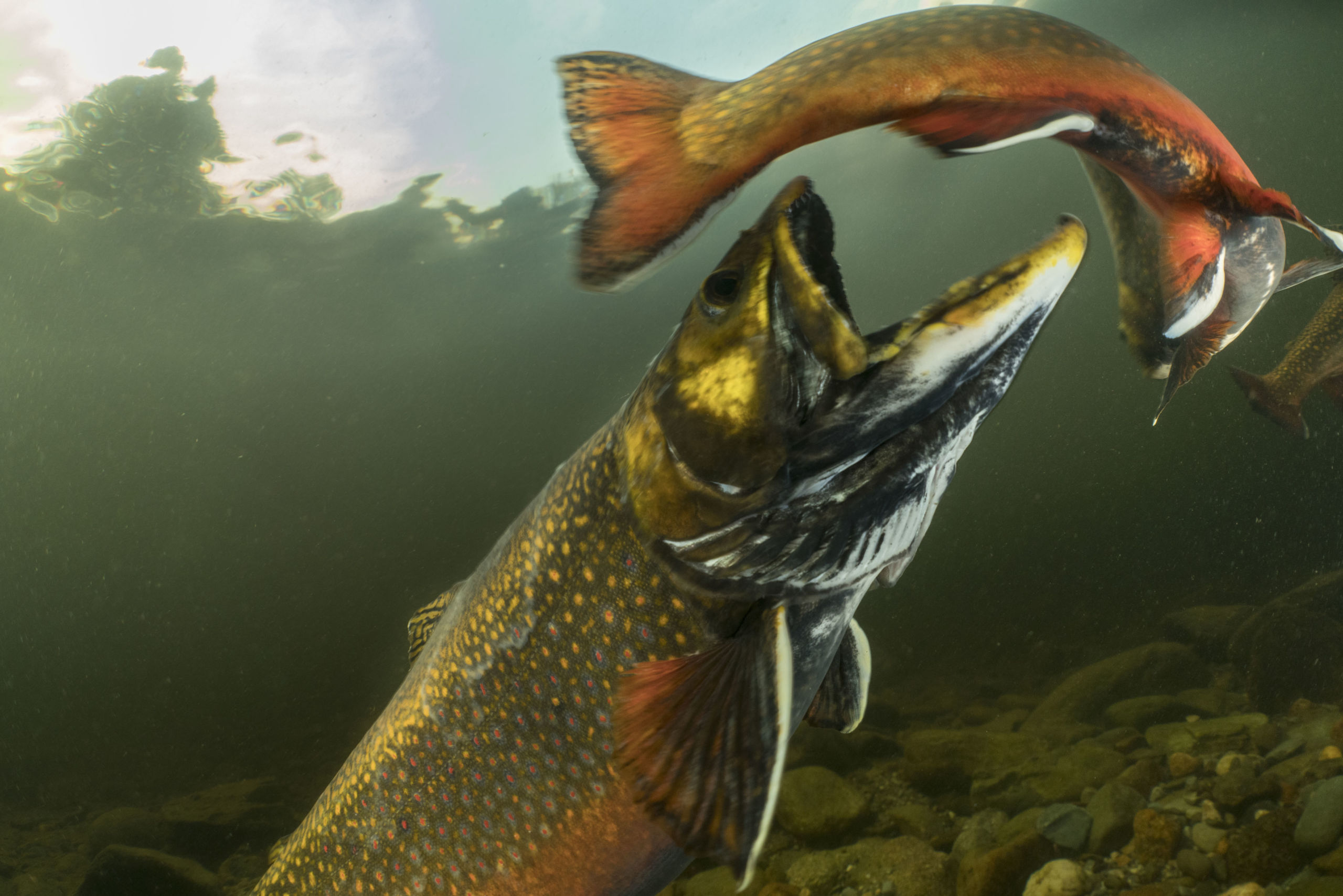 Species - Brooke Trout, Maine, USA (c) Freshwaters Illustrated