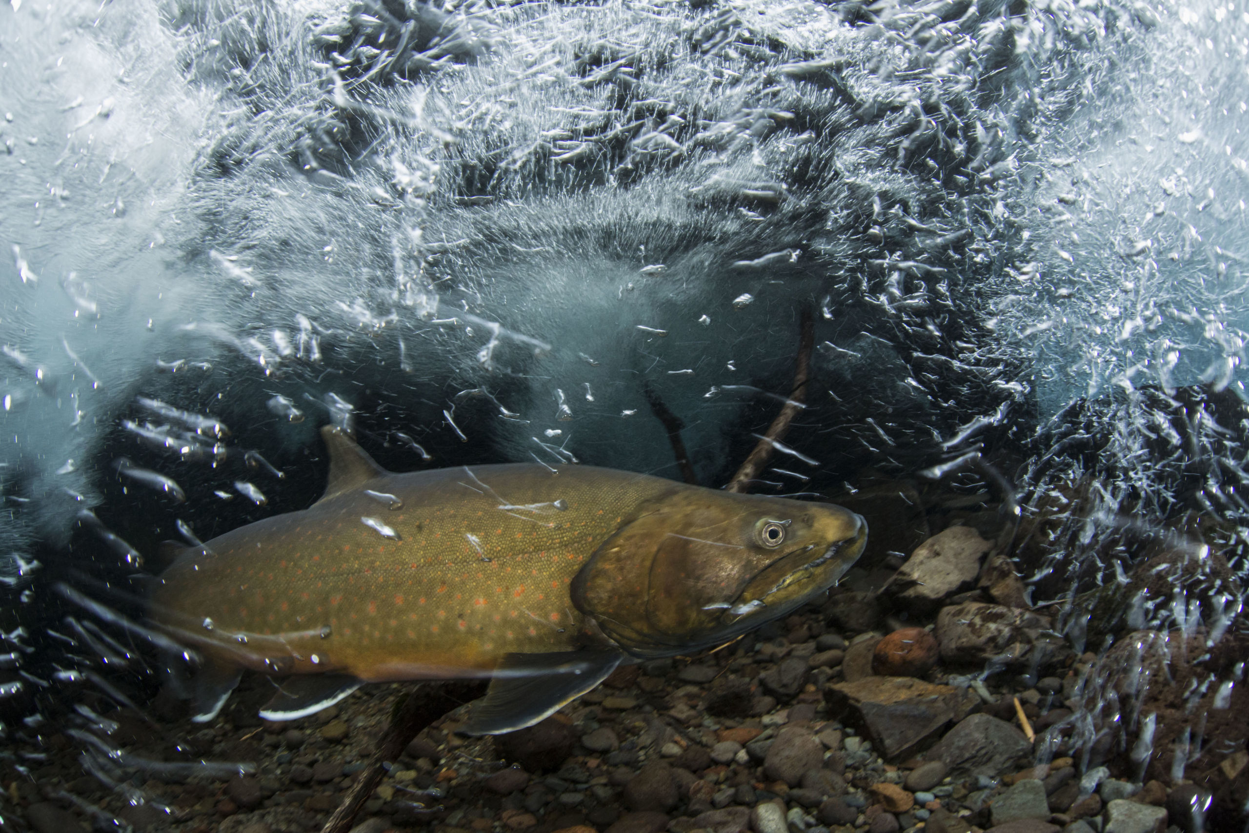 Species - Bull Trout, Oregon, USA (c) Freshwaters Illustrated