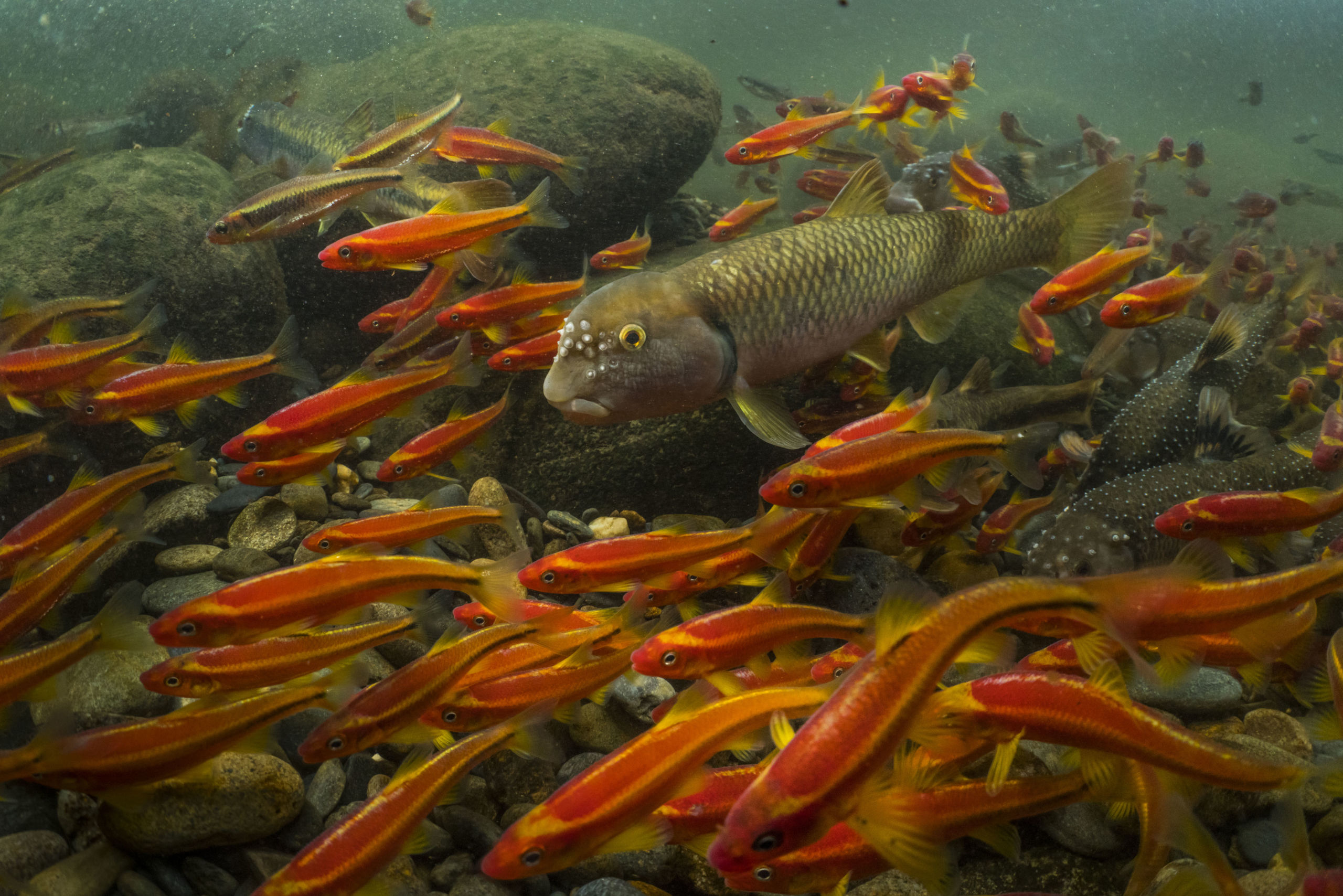 Species - River Chub nest, Tennessee, USA (c) Freshwaters Illustrated