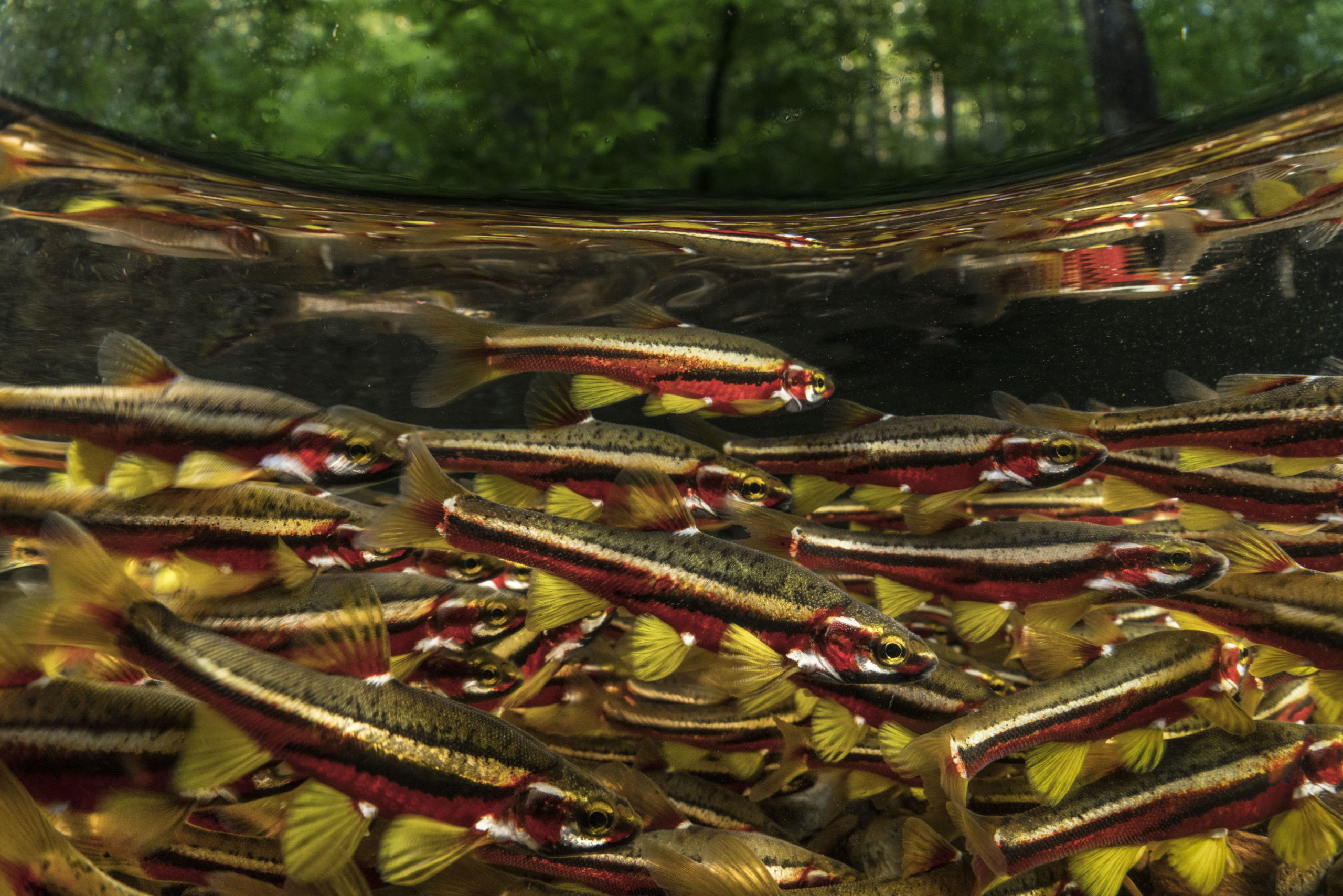 Species - Tennessee Dace, Hiwassee River, Tennessee (c) Freshwaters Illustrated