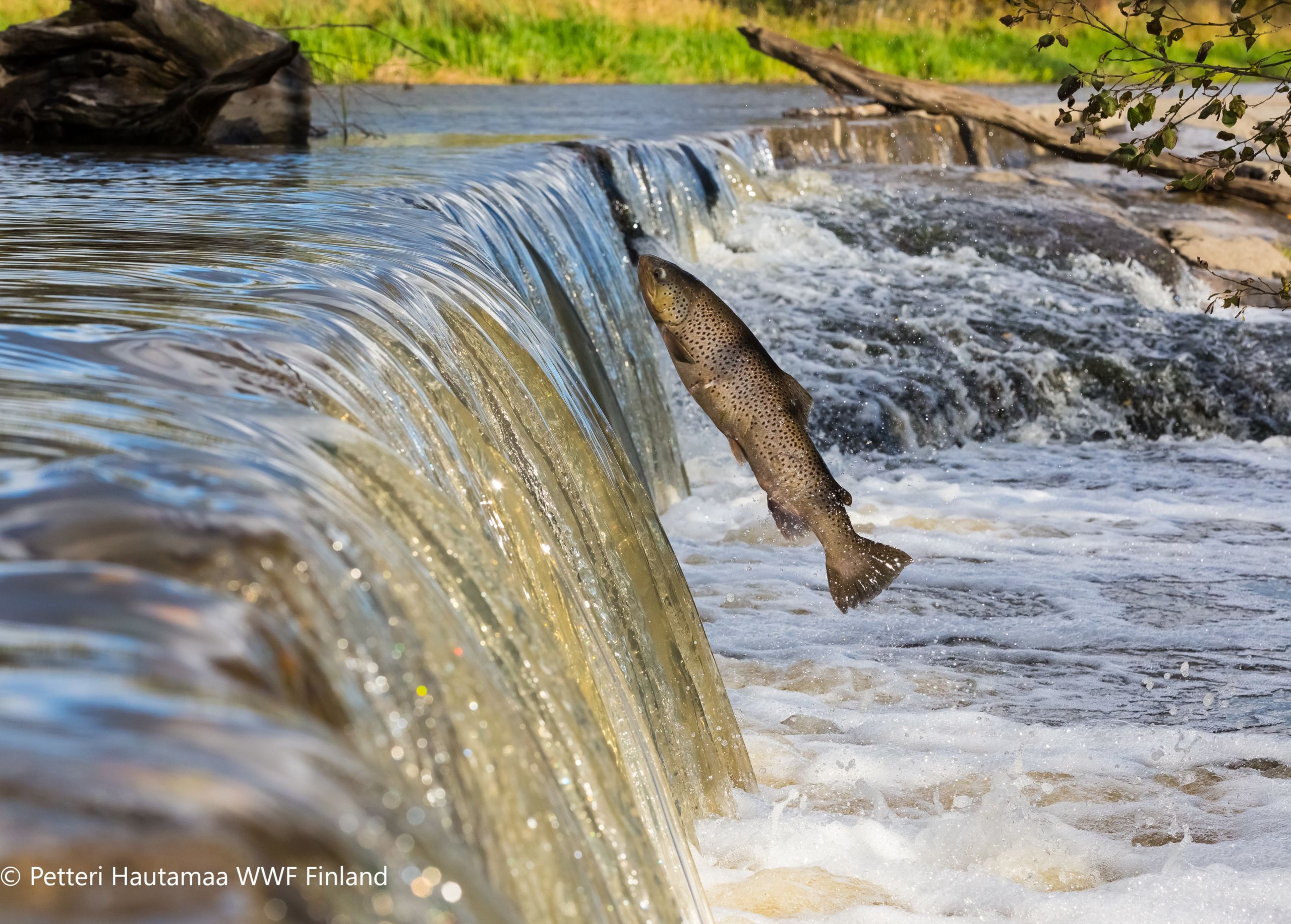 Threat - Brown trout trying to jump man-made river barrier in Finland © Petteri Hautamaa WWF Finland