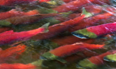 THE SALMON WAY