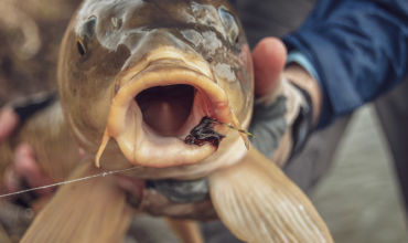 Sightfishing in Portugal
