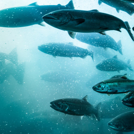 A large school of salmon make their way up a fish ladder of a dam in the Columbia River, Oregon.