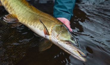 David´s knack for musky or how to avoid couples therapy