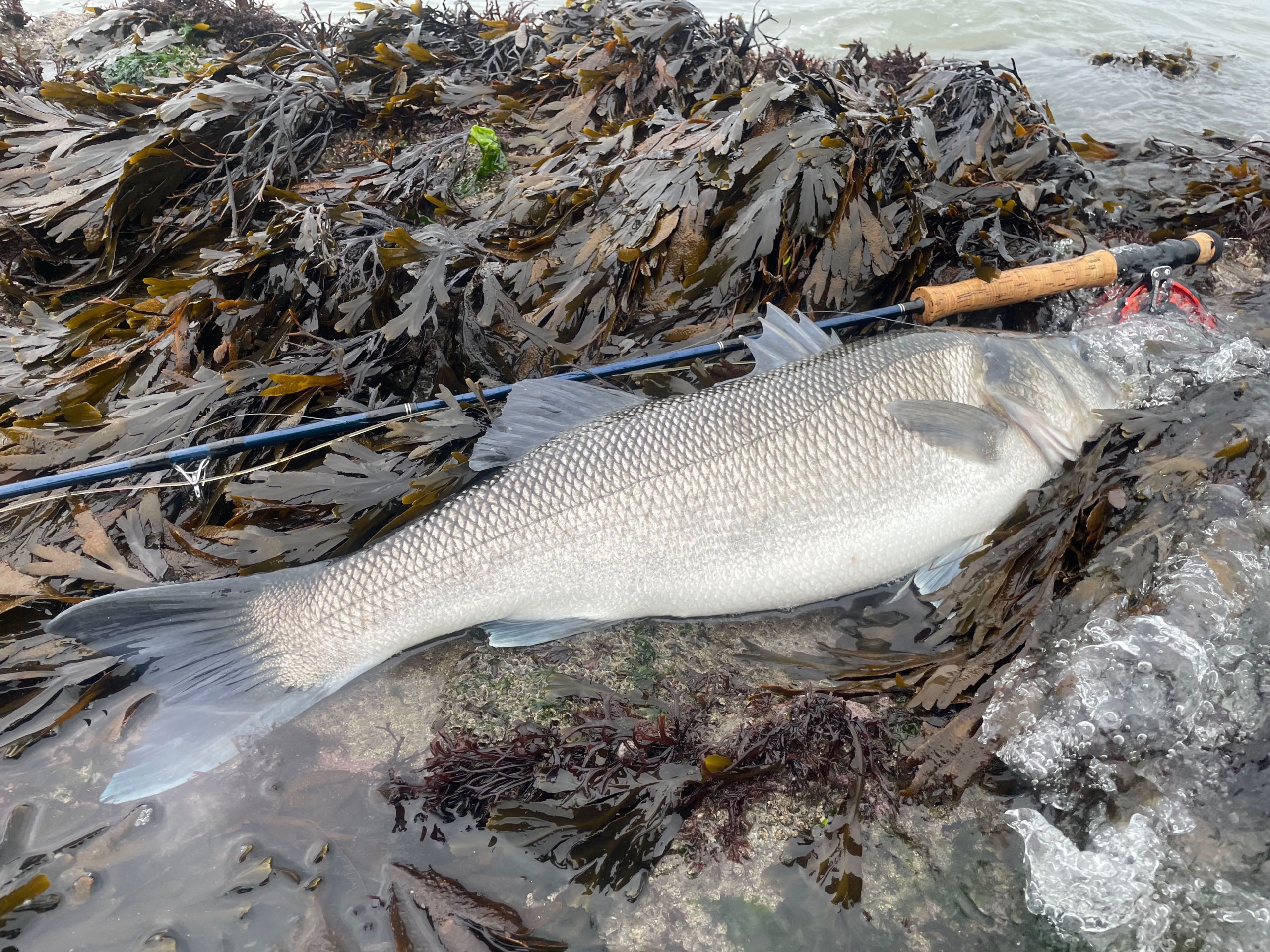 Mission "Sea Bass On The Fly" 2022 on the coasts of Ireland