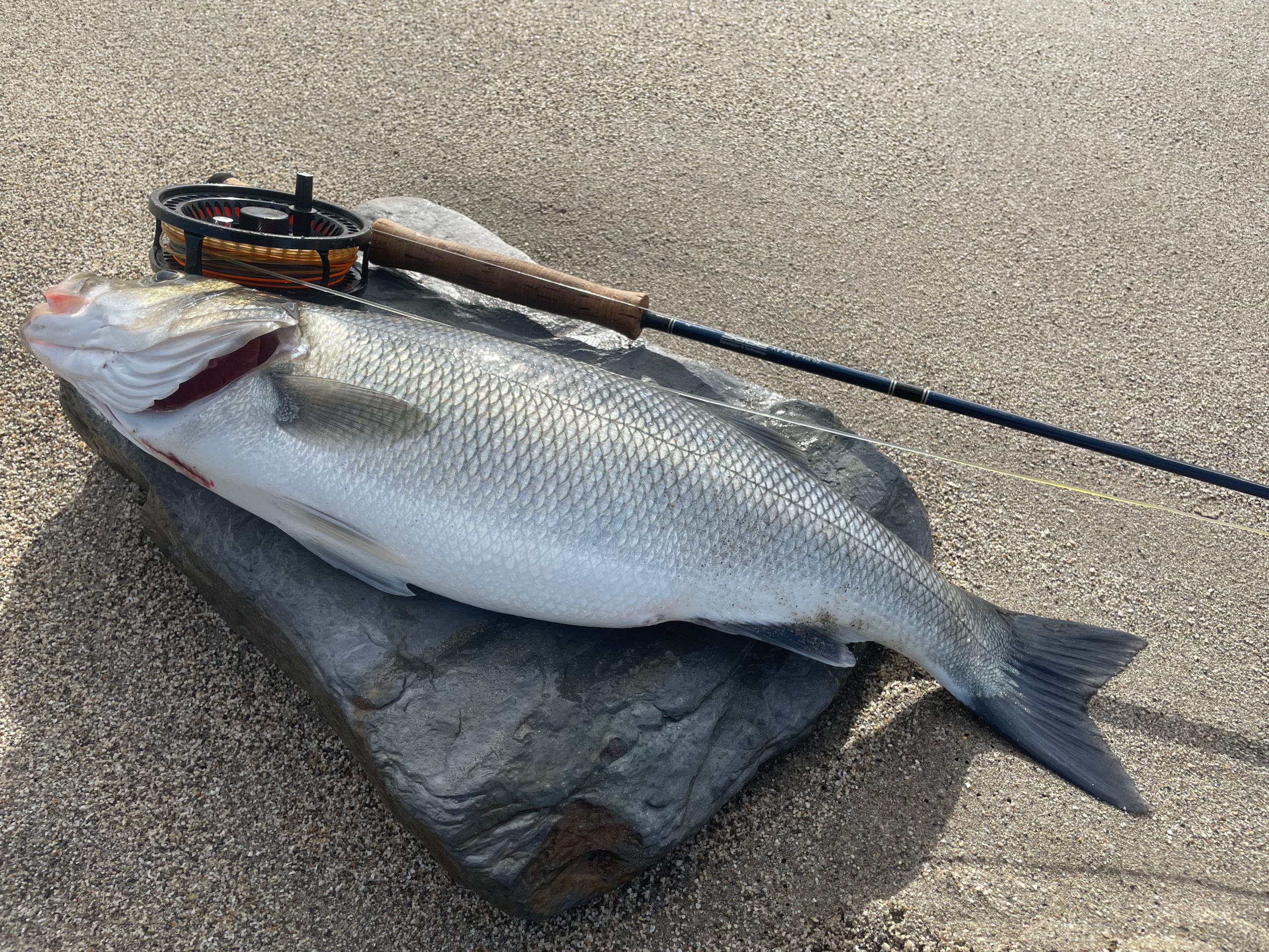 Mission "Sea Bass On The Fly" 2022 on the coasts of Ireland
